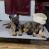 Working Line Sable GSD Puppies