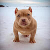 RESERVED - POCKET AMERICAN BULLY PUPPY