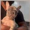 Merle Frenchie Puppies.  Male and Female