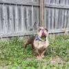 Bully female