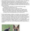 German Shepherd Puppies w / Training Started, AKC