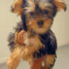 2lb Teacup Yorkie Girl