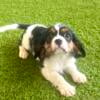 Cavalier King Charles puppy- female!