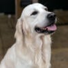 Pure Bred English Golden male-Available for stud