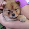 Aussie chow puppies