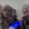 Pit Bull Puppies