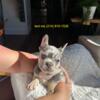 Lilac Merle Male French Bulldog