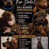 Doberman Pincher Puppies