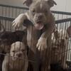 Micro bully