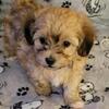 TOY HAVAPOO PUPPIES