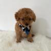 Small Toy poodle boy / with CKC papers