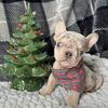 Lilac & Tan Merle Frenchie