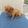 Male Short Hair Dachshund Puppy