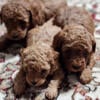 Toy poodles Located Stafford VA