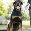 Purebred Rottweiler 2 pups with purebred register paper