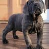 AKC Blue Brindle Female Cane Corso Pup Available