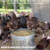 HENS - JUVENILE - CHICKS