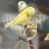 Canaries males and females available