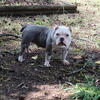 Adult Female Micro Bully 