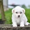 Paul - Bichon Frise Puppy