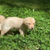Young purebred Labrador Retriever For Sale  $550