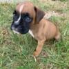 Boxer puppies 7 weeks 