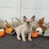 Devon Rex Christmas Kitten