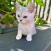 Chinchilla silver Scottish Straight female kitten