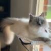 Female 1 year old Ragdoll