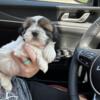 Missouri Shih Tzu male