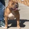 Gorgeous StudContact at  or ig Bigbox_head_bullyz