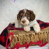 Cattle Doodles (Red Heeler x Poodle) Taking Reservations!