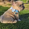 FRENCH BULLDOG PUPPY MALE CHEWY FOR SALE