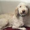 Poodle