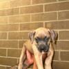 Puppies for sale have first round shoots