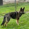 German Shepherd in need of love and care