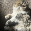 Purebred Persian male stud