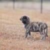 AKC English Mastiff puppies 