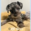 Blue Merle Miniature Schnauzer Male