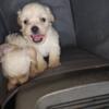 Female Maltipoo puppy only one left