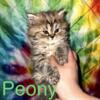 Male Persian kitten Peony
