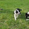 Rehoming English Shepherd Puppy Male Free To a Good Home