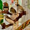 Zebra Finches - 2024