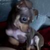 Chocolate and Tan Male Chihuahua For Sale