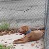 American Bully 