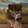 Pomeranian puppies, akc