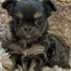 AKC lilac and tan longhair female Chihuahua