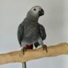 African Grey Baby 