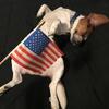 4 Year old Purebred Beagle Stud looking to Mate..
