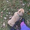 El chapo looking for a new home exotic microbull